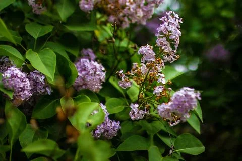 Large lilac bush in spring. Stock-Fotos