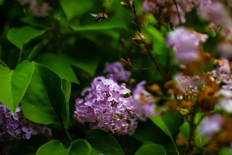 Large lilac bush in spring. Stock Photos