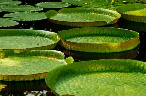 Large lilly pads Stock Photos