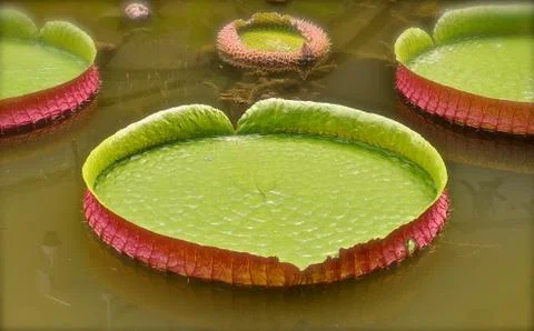 Large lily leaf Stock Photos