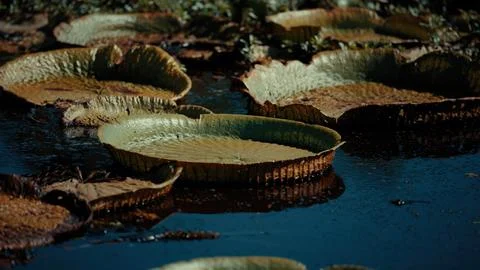 Large lily pads float on a deep blue pond Fotos de archivo