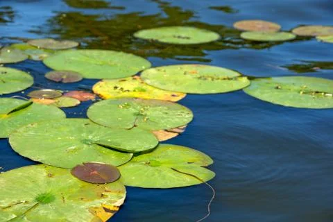 Large lily pads Stock Photos