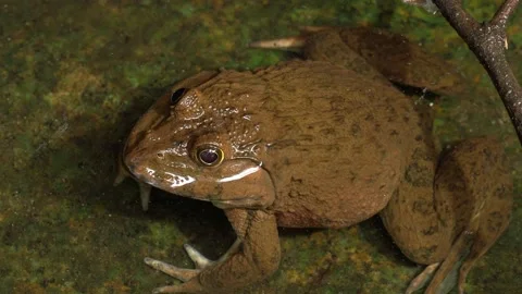 Large Limnonectes Fanged Frog Resting in Shallow Tropical Forest Stream Stock-Footage 337694445