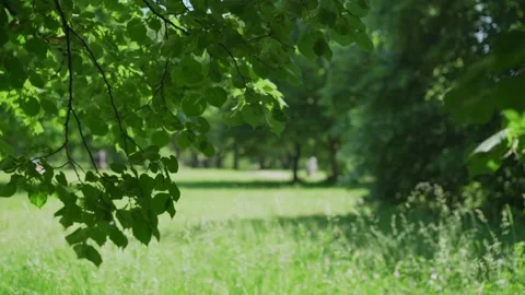 Large linden branches with dense green leaves waved by wind Stock Footage 156948435
