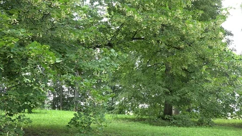 Large linden tree in park and cyclist rides behind tree. 4K Stock Footage 81506062