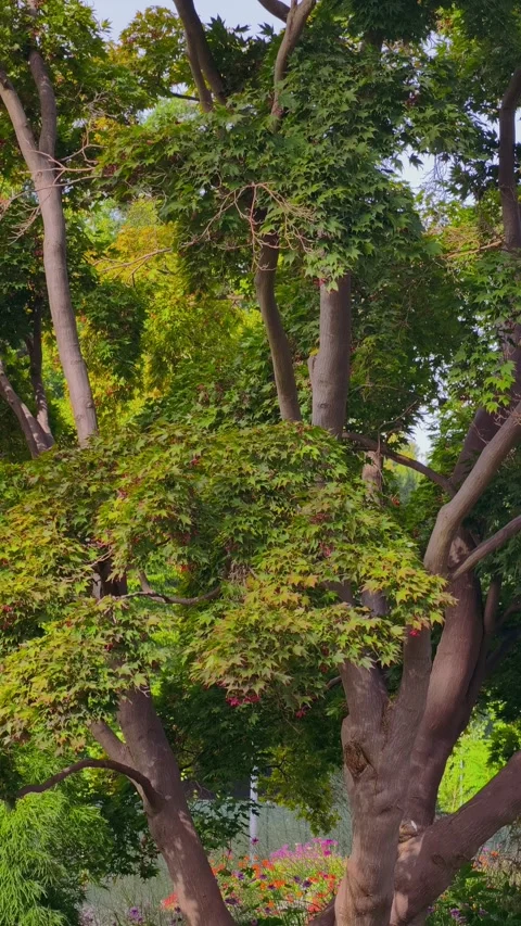 Large Linden Tree With Pink Flowers in Peaceful City Park 4K Vertical Video stock 343924224