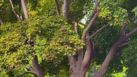 Large Linden Tree With Pink Flowers in Peaceful City Park 4K Vídeo Stock 343924550