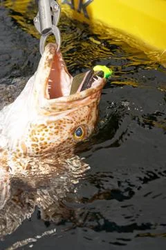 Large ling cod being landed in a kayak Foto stock