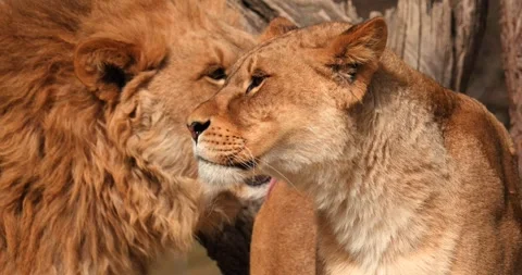 Large lion licking side of young lioness, close-up, slow motion 120 fps Stock Footage 251728287