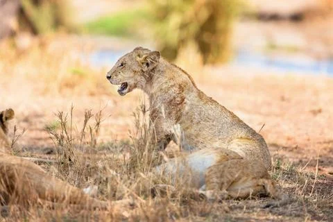 Large lion rests in the shadow with the pride Stock Photos