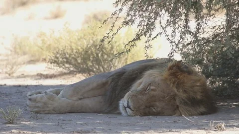 Large lion sleeping Video stock 80446685