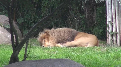 Large lion sleeping on the grass Vídeos de archivo 63231332