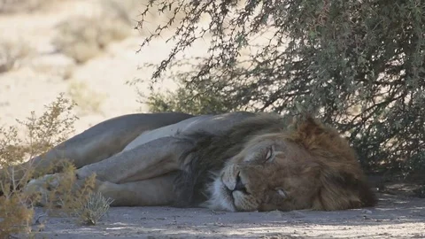 Large lion sleeping in the shade of a thorn tree in the Kalahari desert Stock Footage 80450082