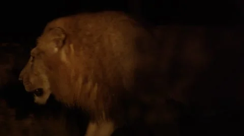 Large Lion Walking Through Bush Stock Footage 55655828
