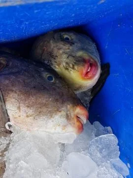 Large lip fish 스톡 사진