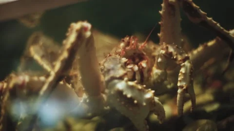 Large live crab Stock Footage 147836052