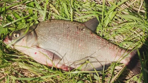 Large live fish lie on green grass and breathe with gills. Close-up. Stock Footage 196268907