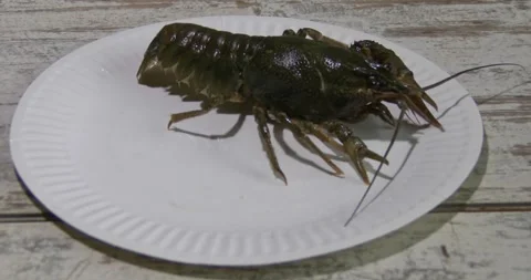 Large live river crayfish on white paper plate on wooden table or counter cra Video stock 320553406