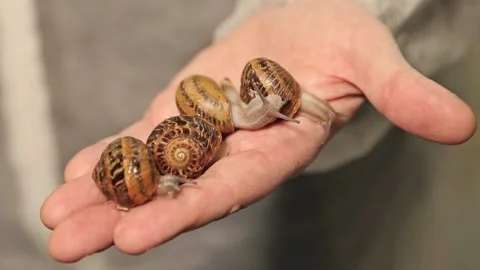 Large live snails in the palm of the hand Stock Footage 151534412
