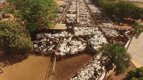Large livestock confinement farm. Stock Footage