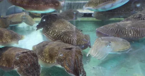 Large, living sea creatures (cuttlefish) displayed at a local restaurant near Stock Footage 170641837
