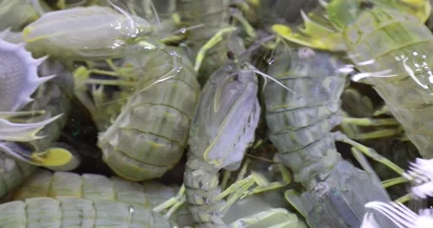 Large, living sea creatures (Mantis shrimp, or stomatopods) displayed at a lo Stock Footage 170641848