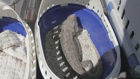 Large Lizard In Box 4K Stock Footage 79638721