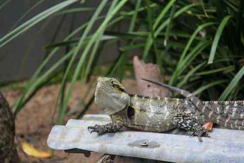 Large Lizard in  Cairns Australia Stock Photos