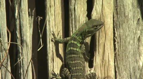 Large Lizard Climbing A Tree 2 Stock-Footage 19077430