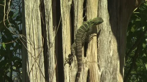 Large Lizard Climbing A Tree 스톡 동영상 19076364