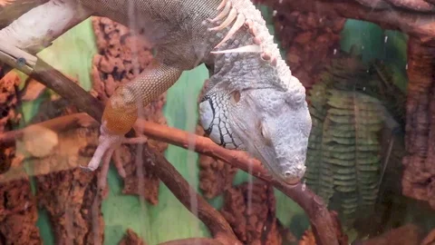 Large lizard climbs on branches Vídeo Stock 111223671