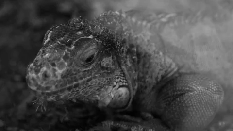 Large lizard, close-up Stock-Footage 83001470