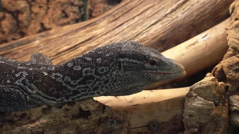 Large lizard close up in the terrarium Stock Footage 139358862