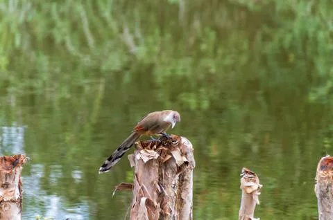 A large lizard cuckoo, one of the most common birds in Cuba Stock Photos