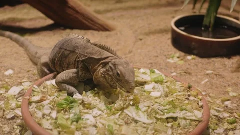 Large lizard eats cabbage, looks at camera. Stock Footage 240419138