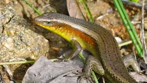 Large lizard on ground - Skink. Thailand, Phuket island 库存影片 101749458