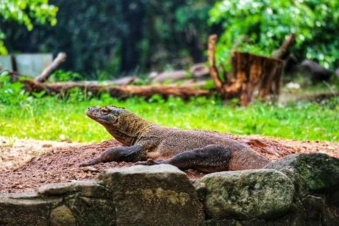 Large lizard perched on a rocky mound with green grass and wooden logs in the Stock Photos