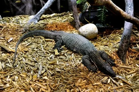 Large lizard Fotos Stock