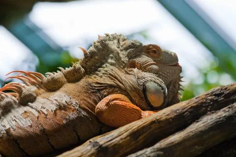 Large lizard Stock Photos