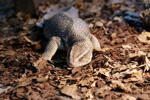 A large lizard is resting lying on the foliage of the forest floor Stock Photos