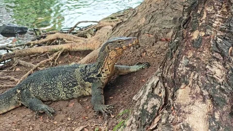 Large lizard rests by tree roots beside water. Reptile lies on bare earth Stock-Footage 347037008