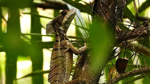 Large lizard seen in macro while perched in sunny exotic setup Stock Footage 123555502