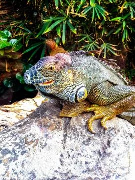 A large lizard sits on a rock Stock Photos
