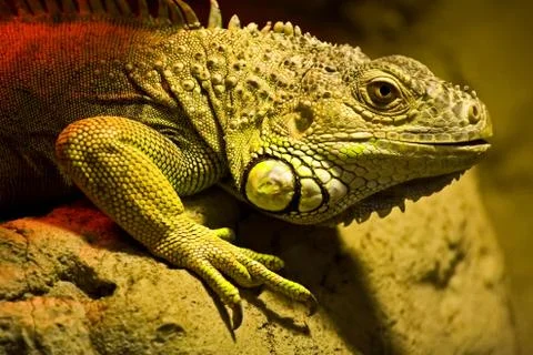 A large lizard sits on a rock Foto stock