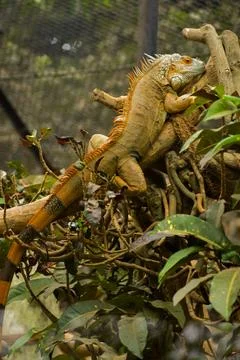 Large lizard sitting on top of a tree branch Stock Photos
