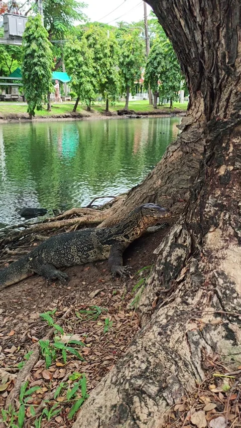 Large lizard stays low beside tree roots near water. Reptile remains in shaded 스톡 동영상 347036684