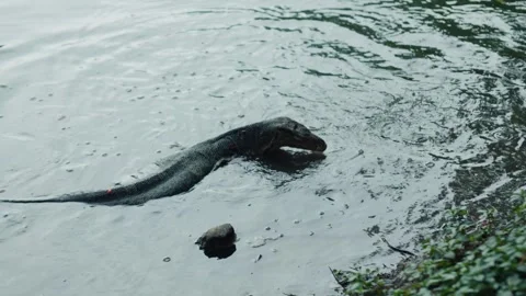 Large lizard swimming in river Stock Footage 314985263