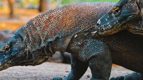 Large Lizard Walking Slowly on Ground Stock Footage 322548248