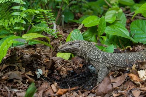 Large lizard walks through leaf litter Stock Photos