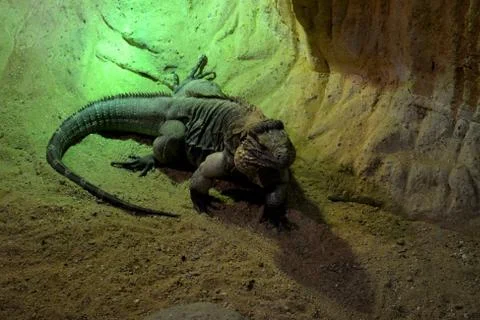 Large lizard in the zoo. Stock Photos